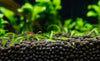 Cum să alegi cel mai bun pentru un acvariu plantat - Aquatia