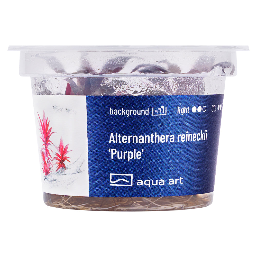 Aqua Art - Alternanthera reineckii 'Purple' (in-vitro) Aqua Art