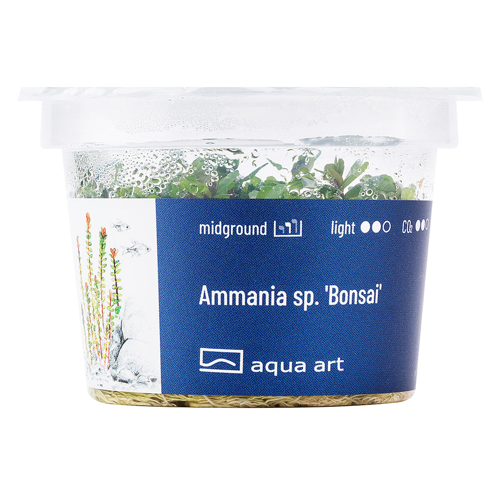 Aqua Art - Ammania sp. 'Bonsai' (in-vitro) Aqua Art