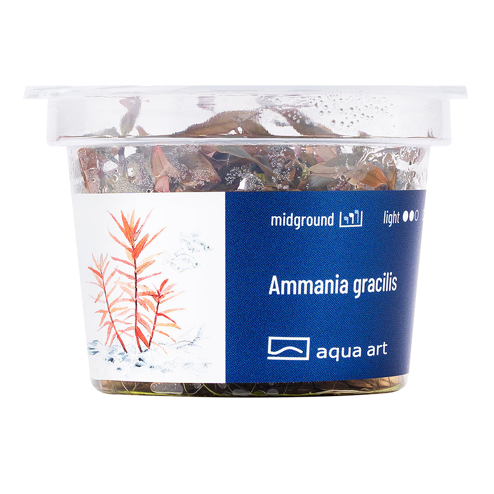 Aqua Art - Ammania gracilis (in-vitro)