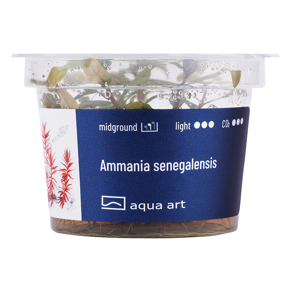 Aqua Art - Ammania senegalensis (in-vitro) Aqua Art