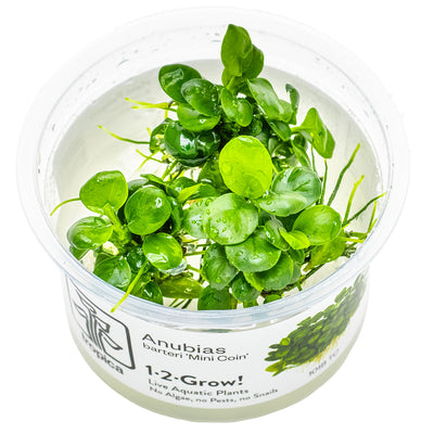 Tropica - Anubias barteri 'Mini Coin' (in-vitro)
