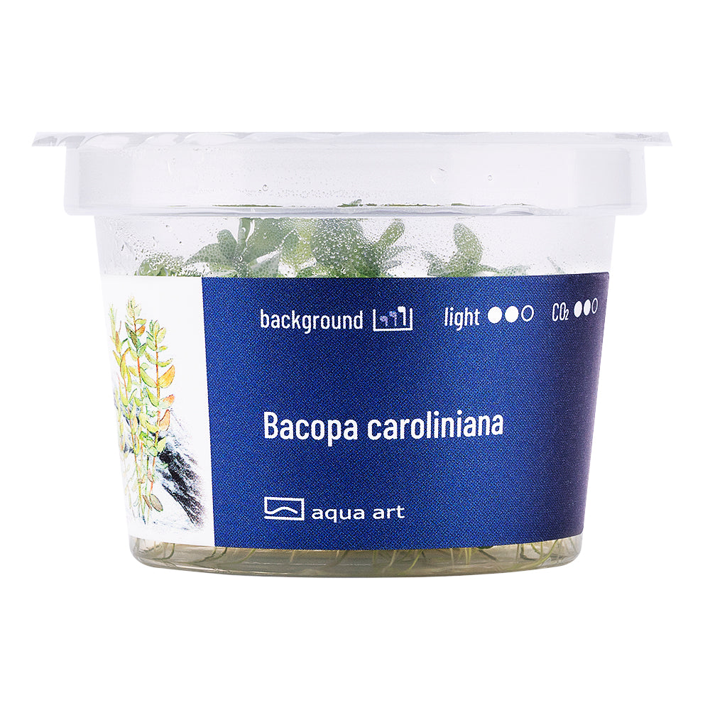 Aqua Art - Bacopa caroliniana (in-vitro)