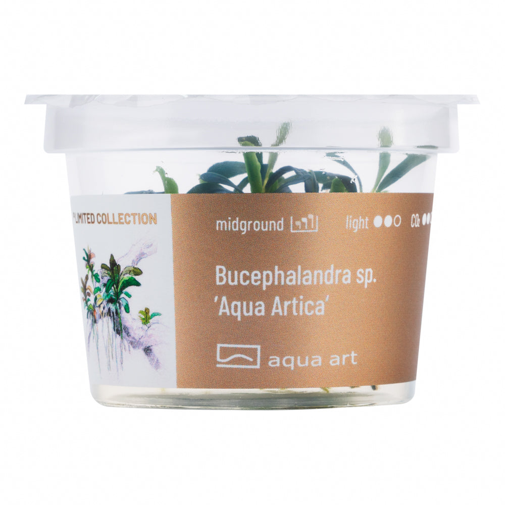 Aqua Art - Bucephalandra sp. ’Aqua Artica’ (in-vitro) Aqua Art