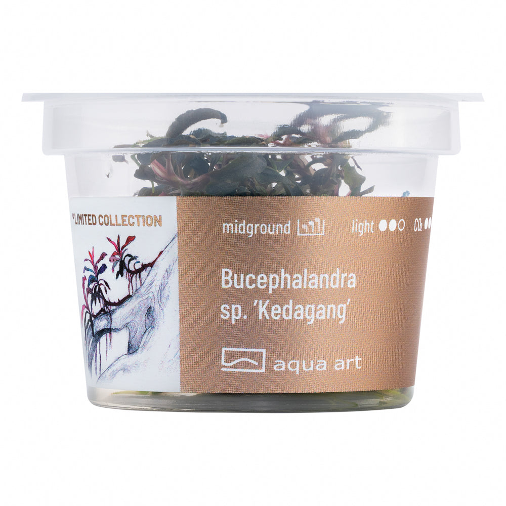 Aqua Art - Bucephalandra sp. ’Kedagang’ (in-vitro)