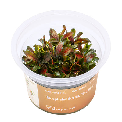 Aqua Art - Bucephalandra sp. ’Red Mini’ (in-vitro)
