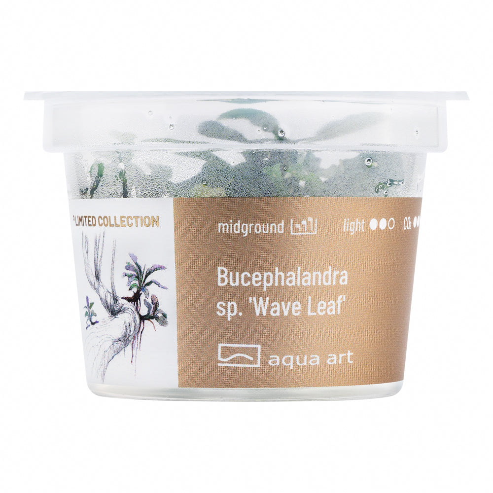 Aqua Art - Bucephalandra sp. ’Wave Leaf’ (in-vitro) Aqua Art