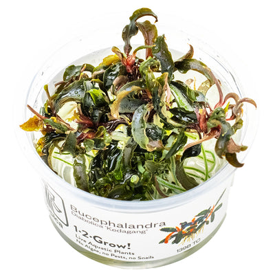 Tropica - Bucephalandra diabolica' Kedagang' (in-vitro)