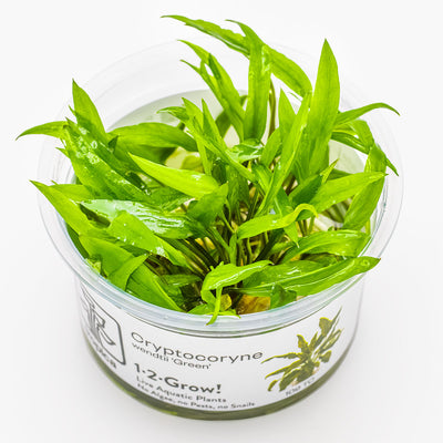 Tropica - Cryptocoryne wendtii 'Green' (in-vitro)