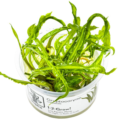 Tropica - Cryptocoryne crispatula (in-vitro)