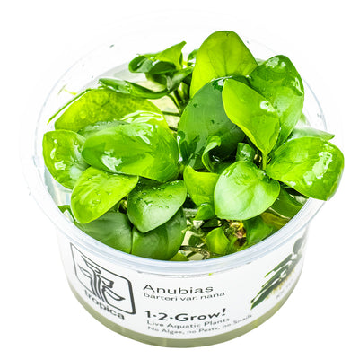 Tropica - Anubias barteri nana (in-vitro)