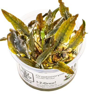 Tropica - Cryptocoryne wendtii 'Mi Oya' (in-vitro)