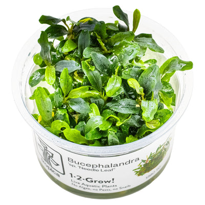 Tropica - Bucephalandra sp. 'Needle Leaf' (in-vitro)