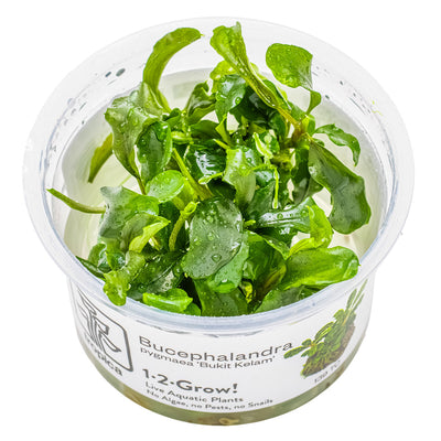 Tropica - Bucephalandra pygmaea 'Bukit Kelam' (in-vitro)