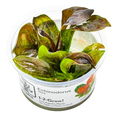 Tropica - Echinodorus 'Reni' (in-vitro)