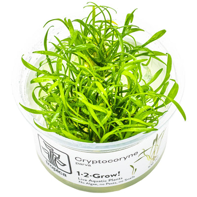 Tropica - Cryptocoryne parva (in-vitro)