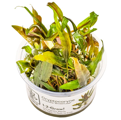 Tropica - Cryptocoryne undulata 'Broad Leaf' (in-vitro)