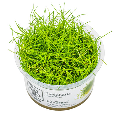 Tropica - Eleocharis pusilla 'Mini' (in-vitro)