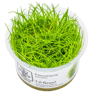 Tropica - Eleocharis acicularis (in-vitro)