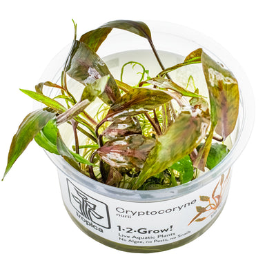 Tropica - Cryptocoryne nurii (in-vitro)