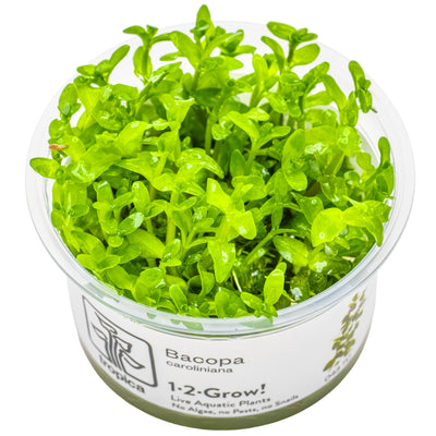 Tropica - Bacopa caroliniana (in-vitro)