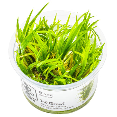Tropica - Blyxa japonica (in-vitro)