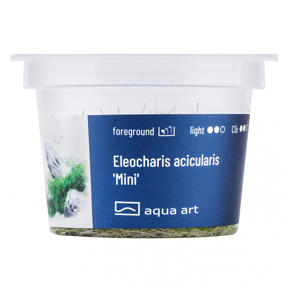 Aqua Art - Eleocharis acicularis 'Mini' (in-vitro) Aqua Art