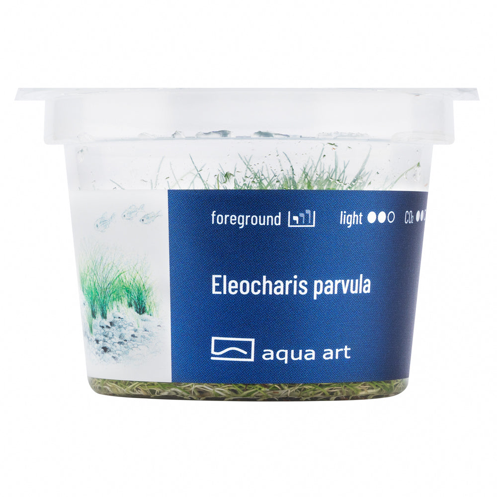 Aqua Art - Eleocharis parvula (in-vitro)