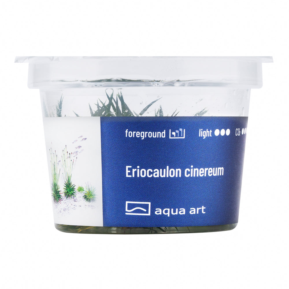 Aqua Art - Eriocaulon cinereum (in-vitro)