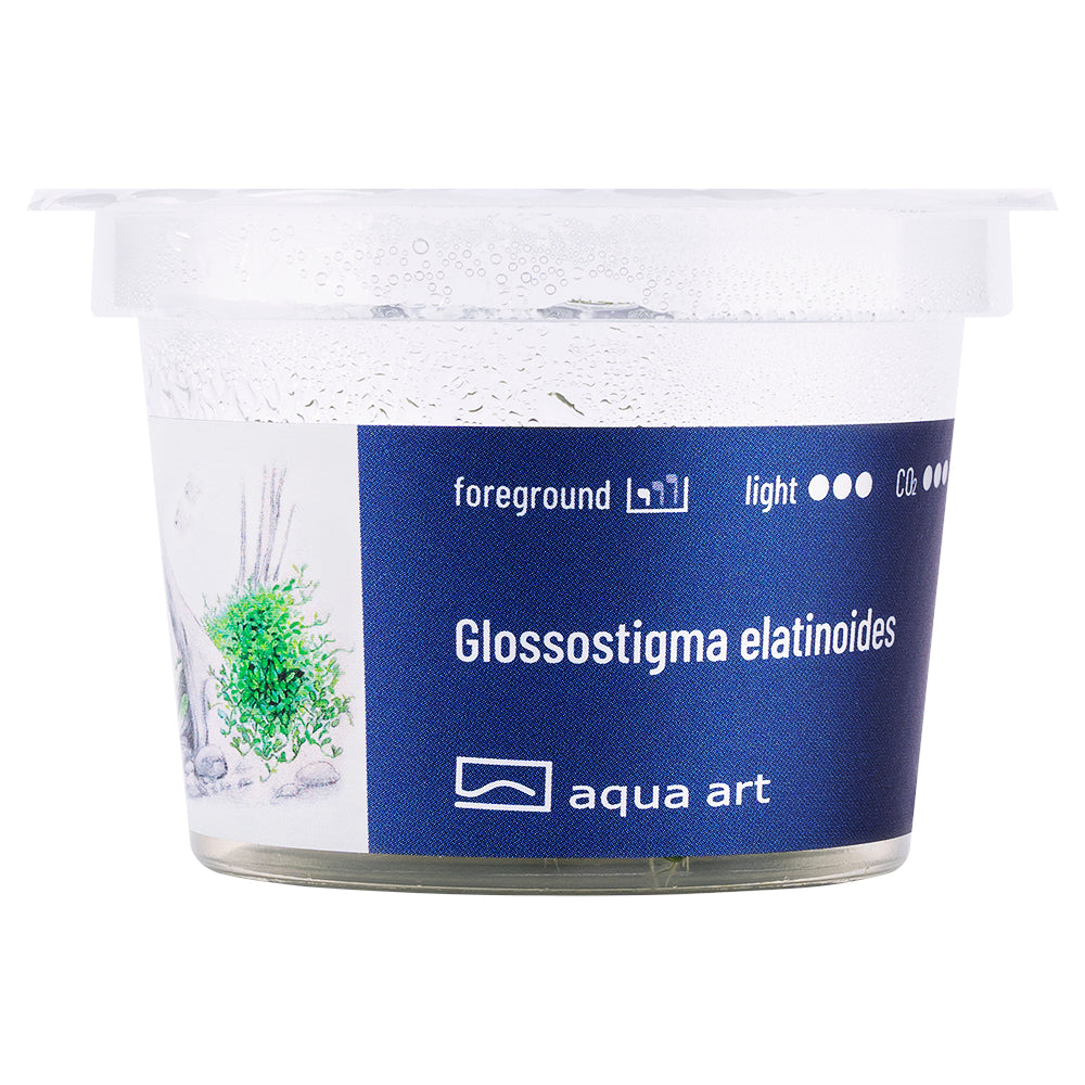 Aqua Art - Glossostigma elatinoides (in-vitro) Aqua Art