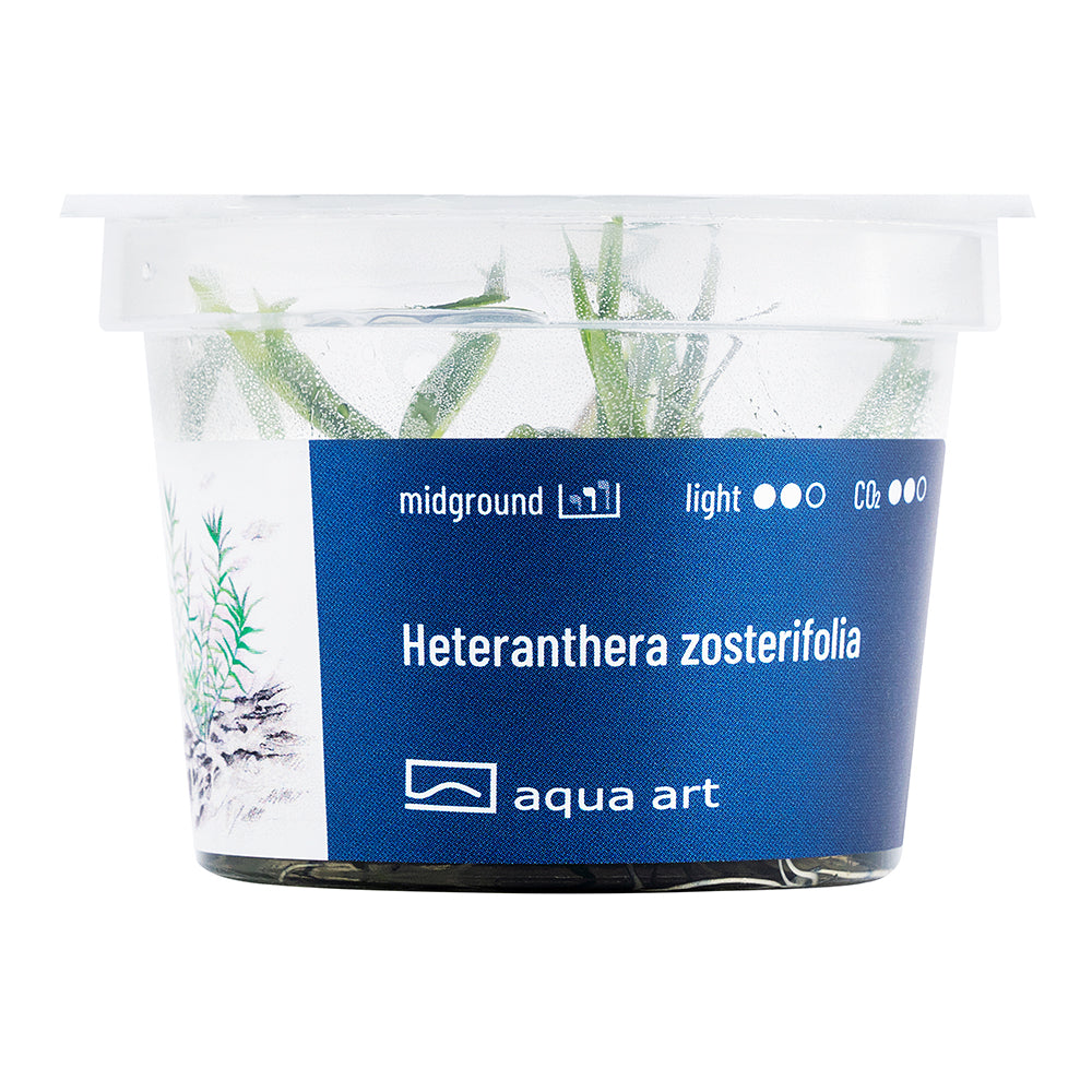 Aqua Art - Heteranthera zosterifolia (in-vitro) Aqua Art