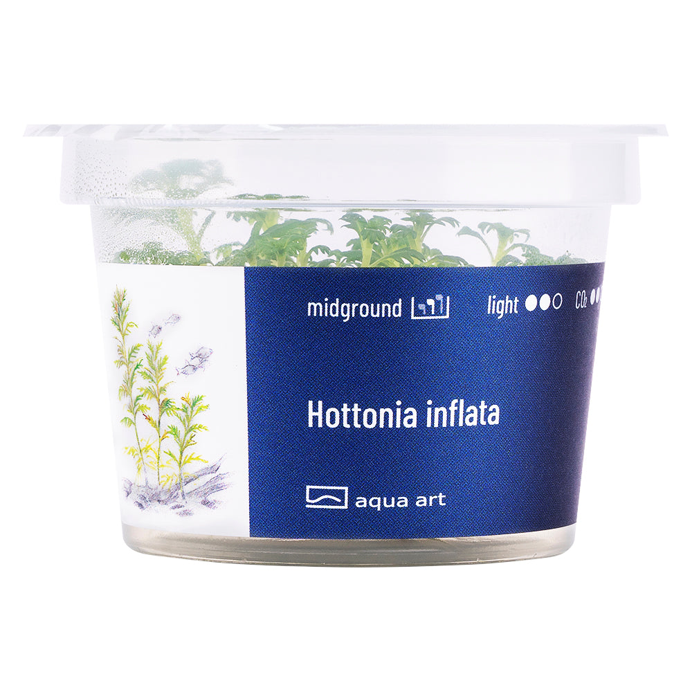 Aqua Art - Hottonia inflata (in-vitro)