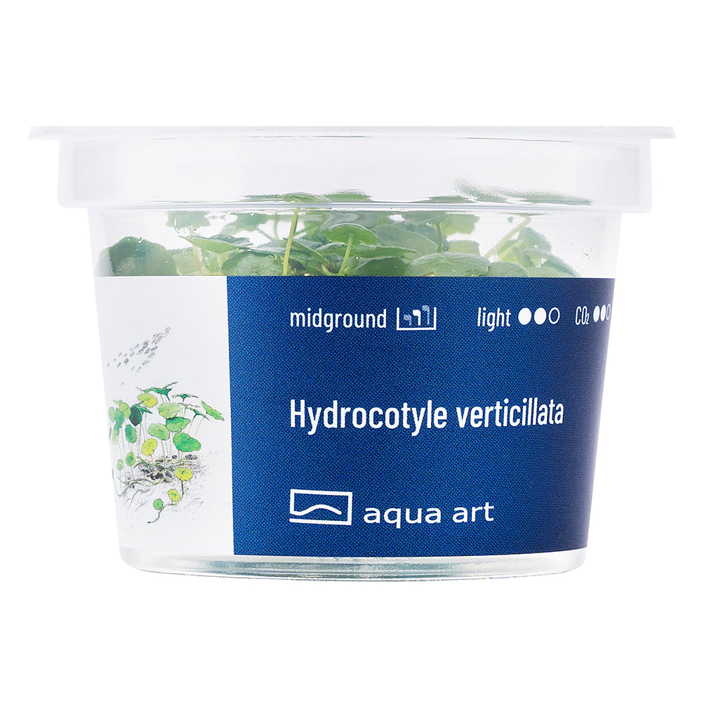 Aqua Art - Hydrocotyle verticillata (in-vitro)