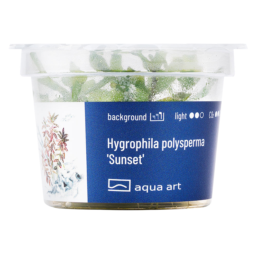 Aqua Art - Hygrophila polysperma 'Sunset' (in-vitro) Aqua Art