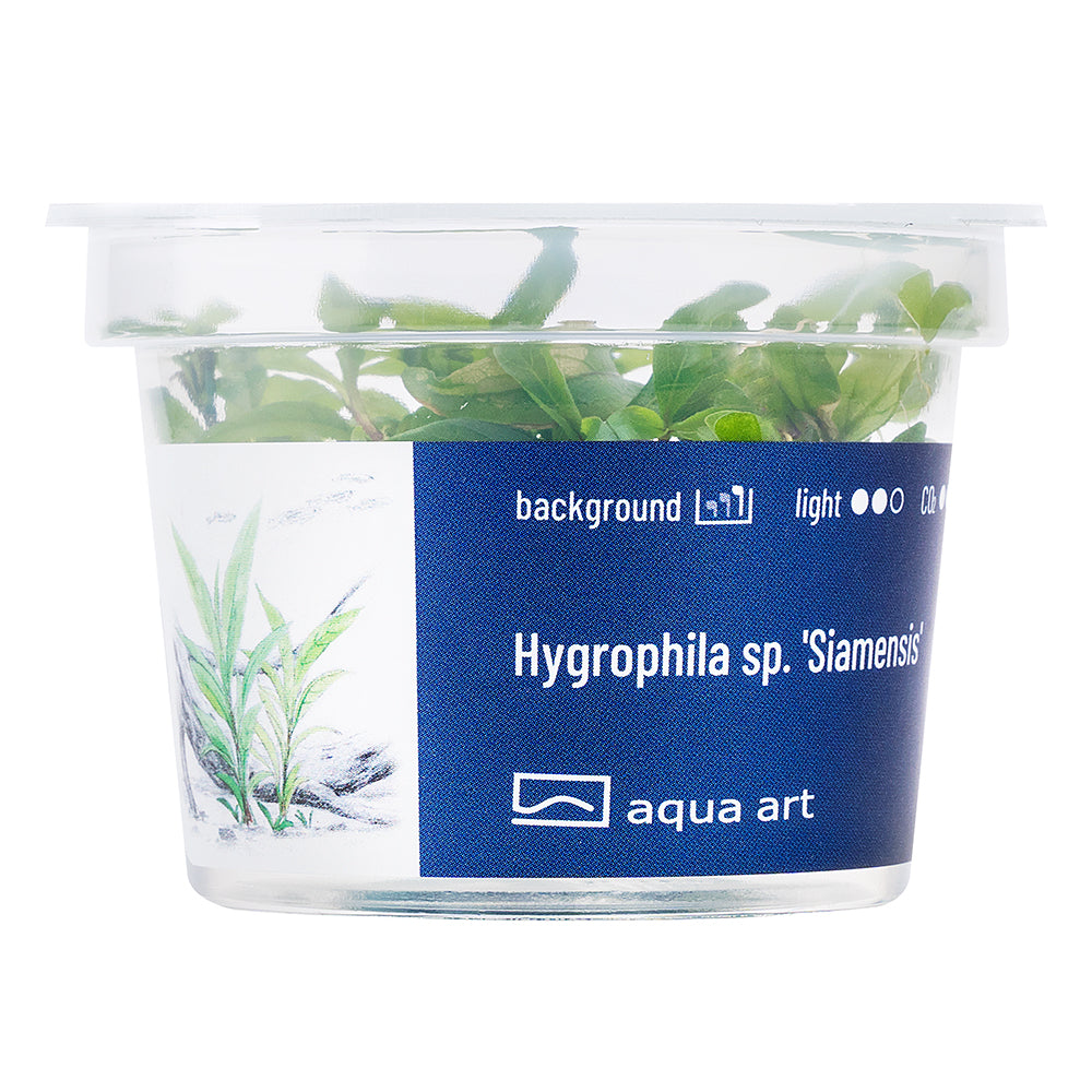 Aqua Art - Hygrophila sp. 'Siamensis' (in-vitro)
