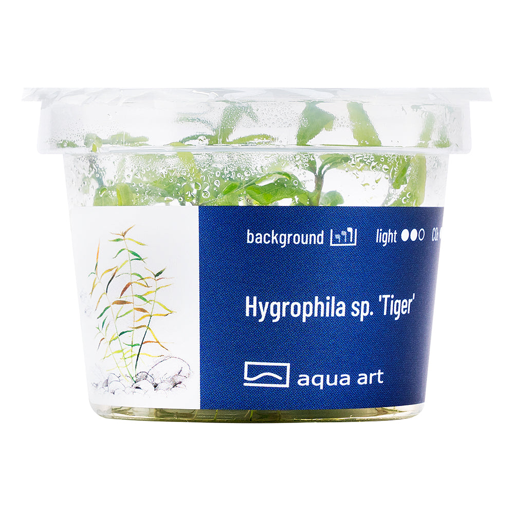 Aqua Art - Hygrophila sp. 'Tiger' (in-vitro) Aqua Art