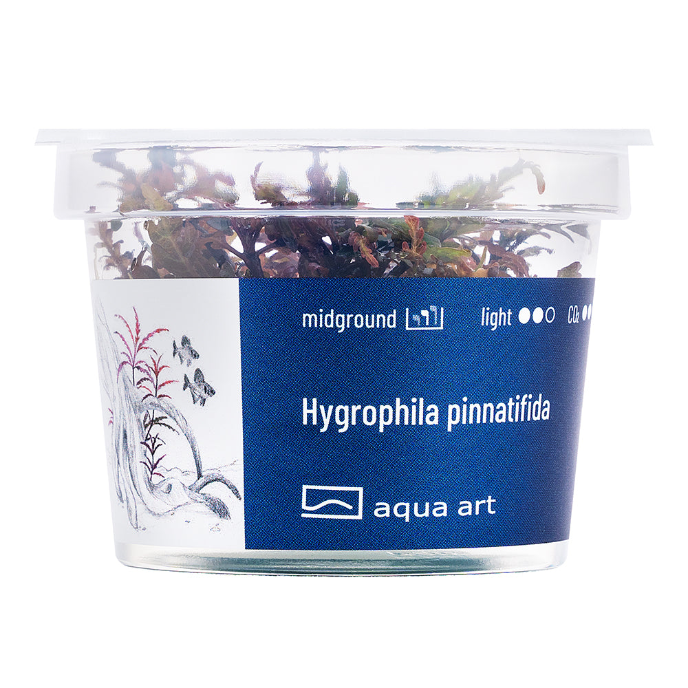 Aqua Art - Hygrophila pinnatifida (in-vitro) Aqua Art