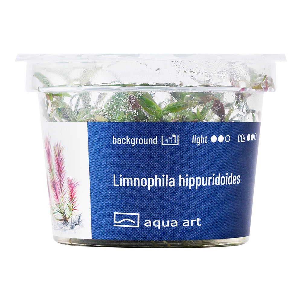 Aqua Art - Limnophila hippuridoides (in-vitro)