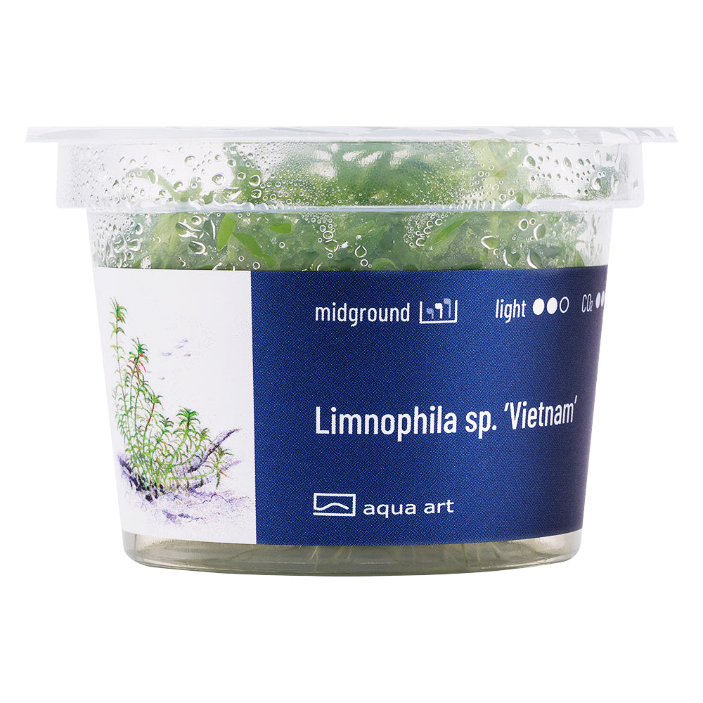 Aqua Art - Limnophila sp. ’Vietnam’ (in-vitro)