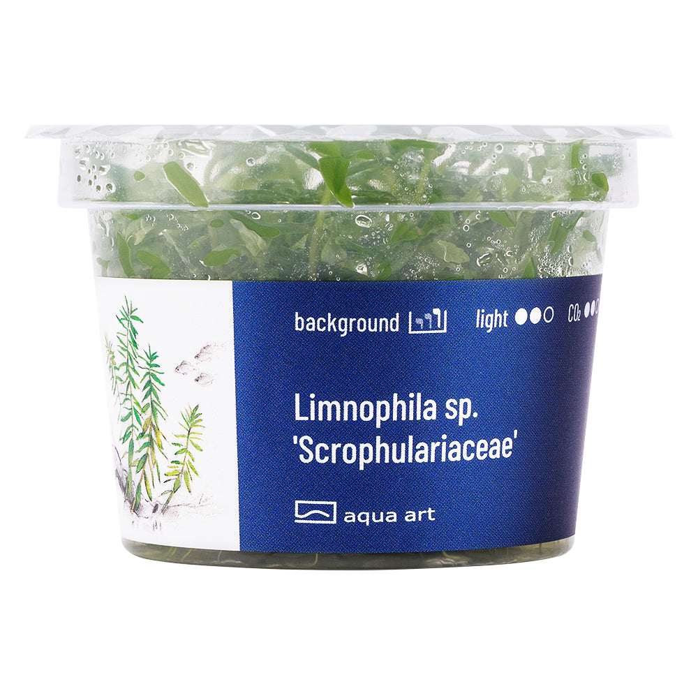 Aqua Art - Limnophila sp. 'Scrophulariaceae' (in-vitro)