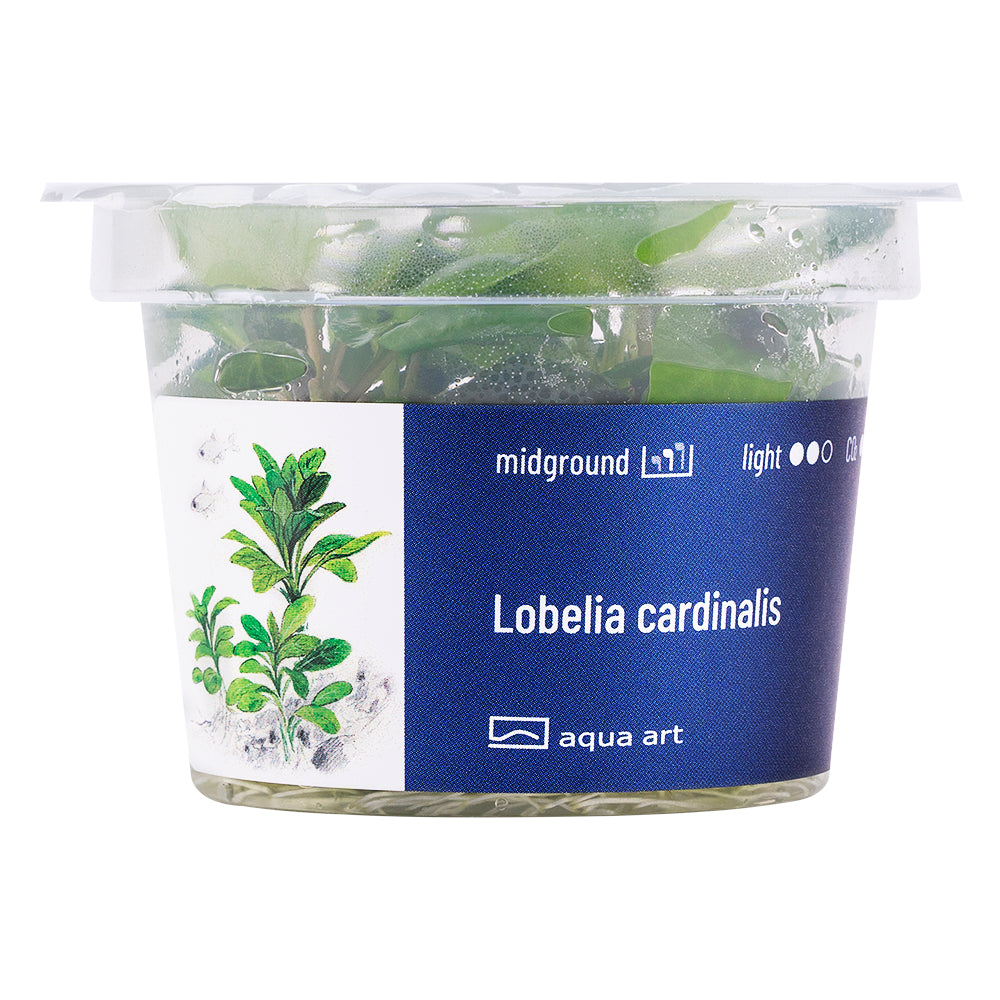 Aqua Art - Lobelia cardinalis (in-vitro)