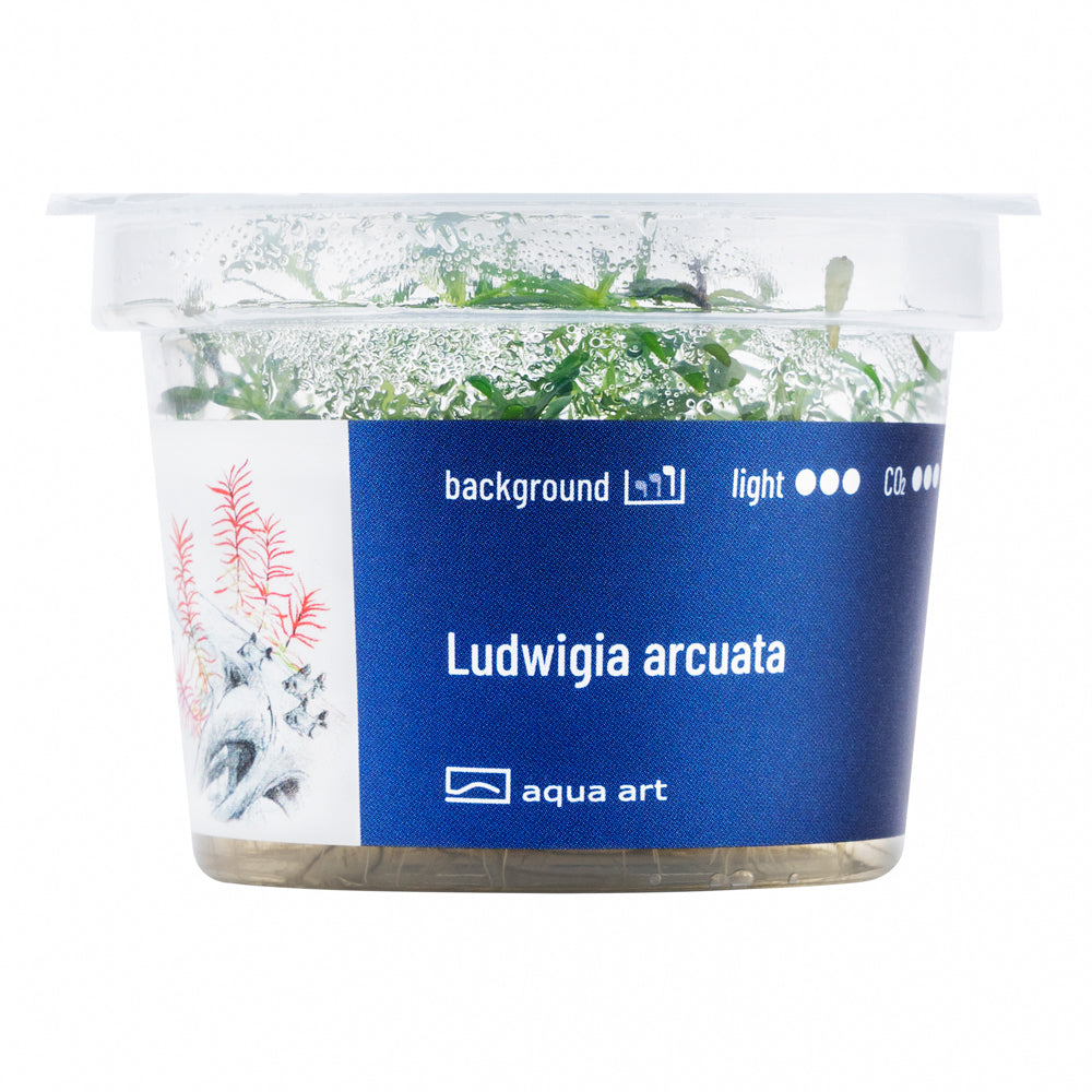 Aqua Art - Ludwigia arcuata (in-vitro)