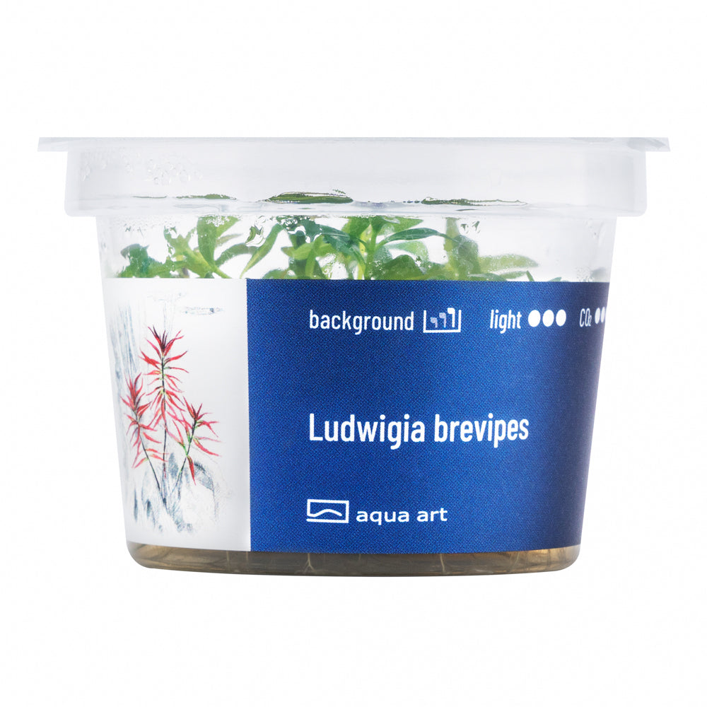 Aqua Art - Ludwigia brevipes (in-vitro)