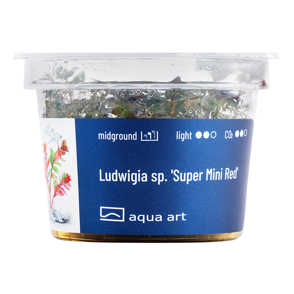 Aqua Art - Ludwigia sp. 'Super Mini Red' (in-vitro) Aqua Art