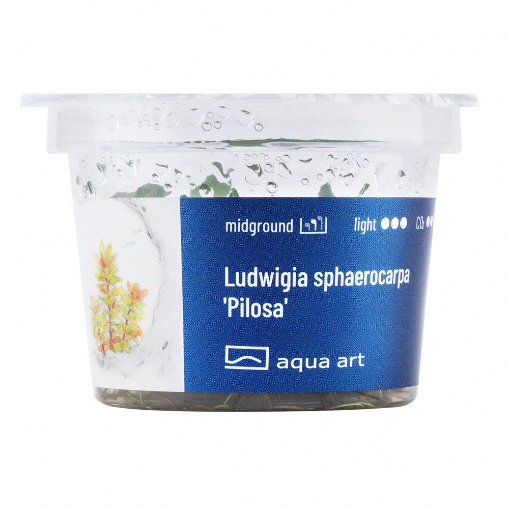 Aqua Art - Ludwigia sphaerocarpa 'Pilosa' (in-vitro) Aqua Art