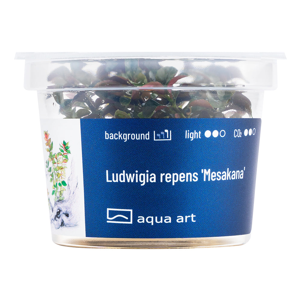 Aqua Art - Ludwigia repens 'Mesakana' (in-vitro) Aqua Art