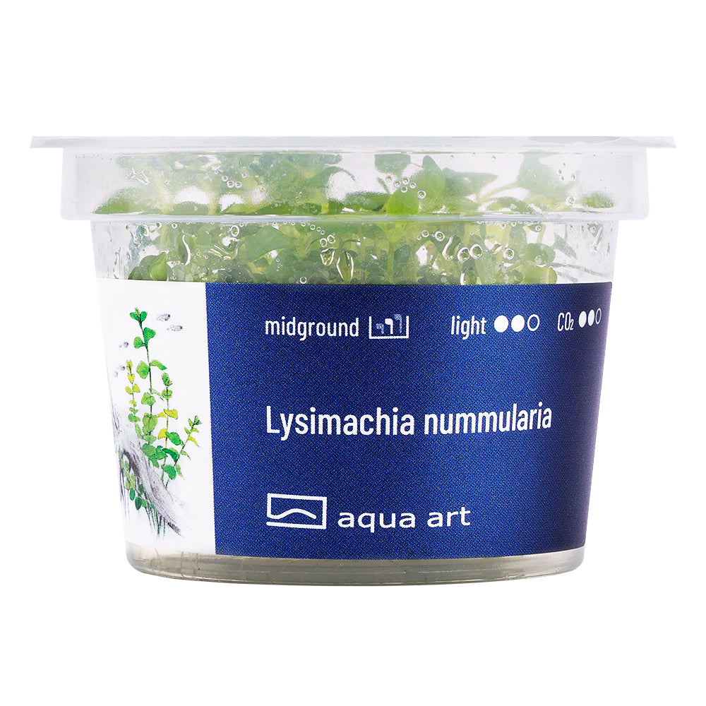Aqua Art - Lysimachia nummularia (in-vitro) Aqua Art