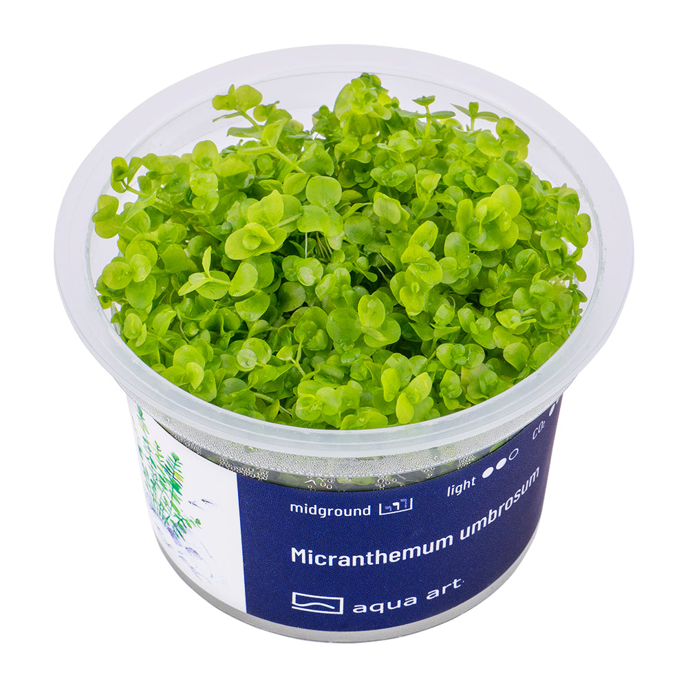 Aqua Art - Micranthemum umbrosum (in-vitro)