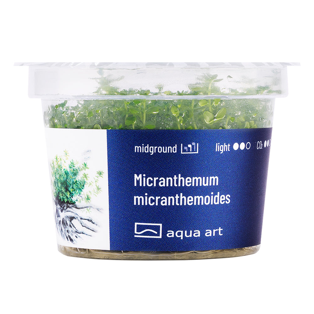 Aqua Art - Micranthemum micranthemoides (in-vitro) Aqua Art
