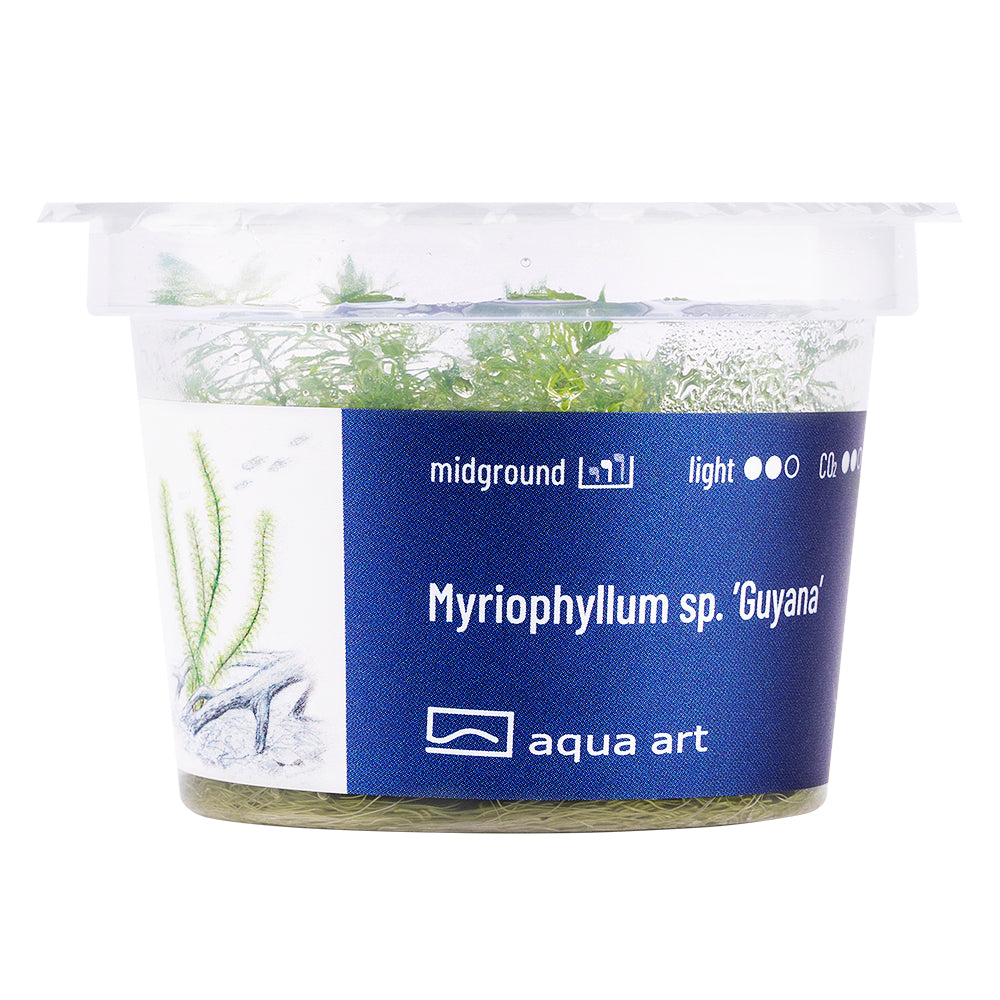 Aqua Art - Myriophyllum sp. ’Guyana’ (in-vitro)